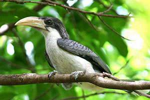 Sri Lanka grey hornbill_sml